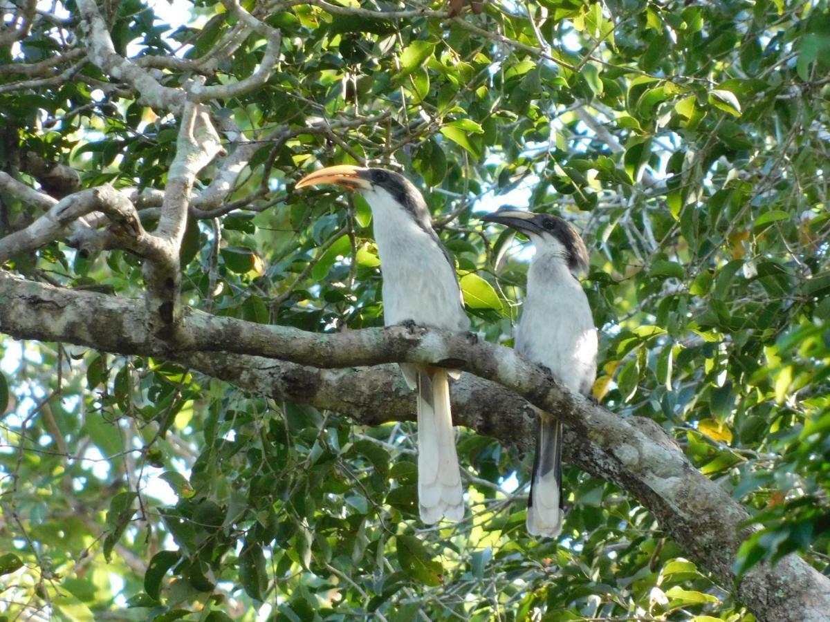 ButtalaYala Avian Eye Safari公寓 外观 照片